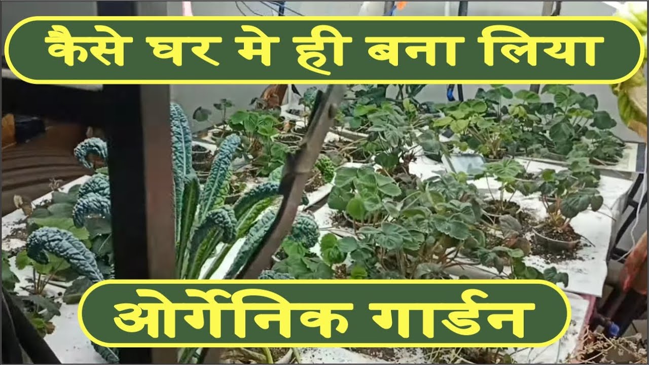 Indoor Plants Organic Garden Organic Vegetables Organic Plants