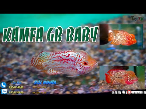 Video LÊN ĐỢT CÁ KAMFA GB SIZE BABY : Cơ Sở Cá Lá Hán LÂN BÙI - youtube