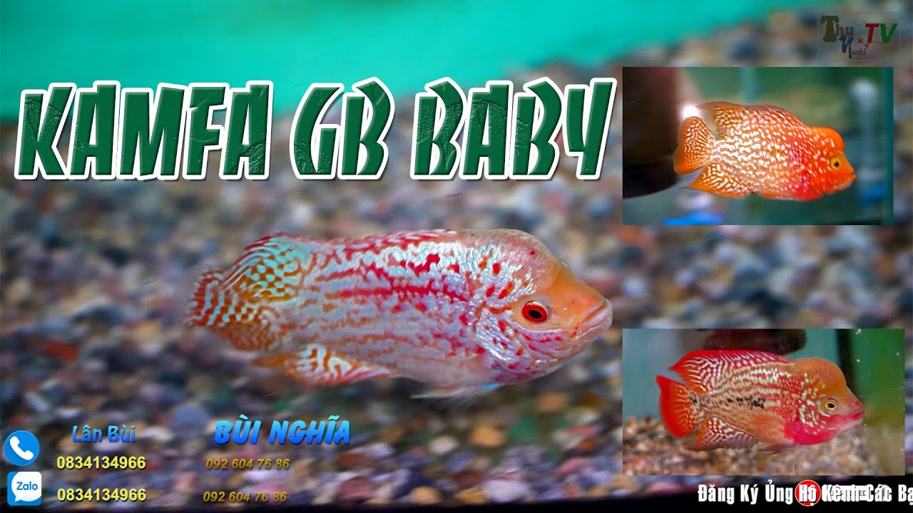 LÊN ĐỢT CÁ KAMFA GB SIZE BABY : Cơ Sở Cá Lá Hán LÂN BÙI