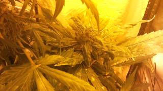 Update: week 11