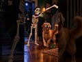 Worst House to Rob 💀🐶 #Shorts