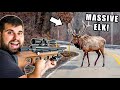 CATCH &amp; RELEASE ELK HUNTING! *EPIC*