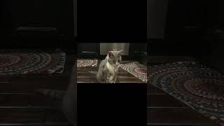 Monday cat