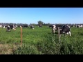 Cows grazing spring rye grass in a Buenos Aires dairy