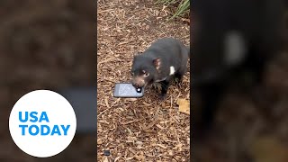 Tasmanian devil snatches phone that fell into its enclosure | USA TODAY