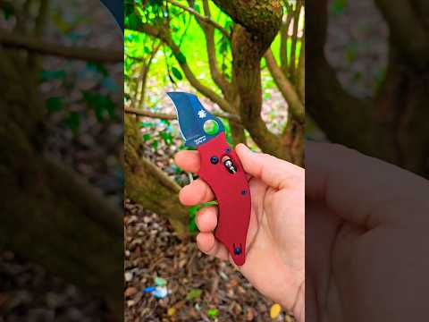 The Spyderco DoDo is an odd animal!