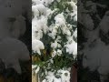 本日は雪。レモンの木に積もる雪、屋外薪ストーブTIPI120Iは雪がよく似合う