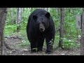 500 POUND GIANT BLACK BEAR UP CLOSE AND PERSONAL