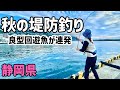 堤防で良型回遊魚が爆釣！試行錯誤でウキがズボッと沈みまくる！【静岡釣り】【2025.11】