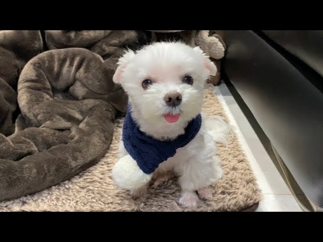 The dog that perfectly understands what a married couple is saying