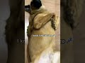 #dog #funny #fyo