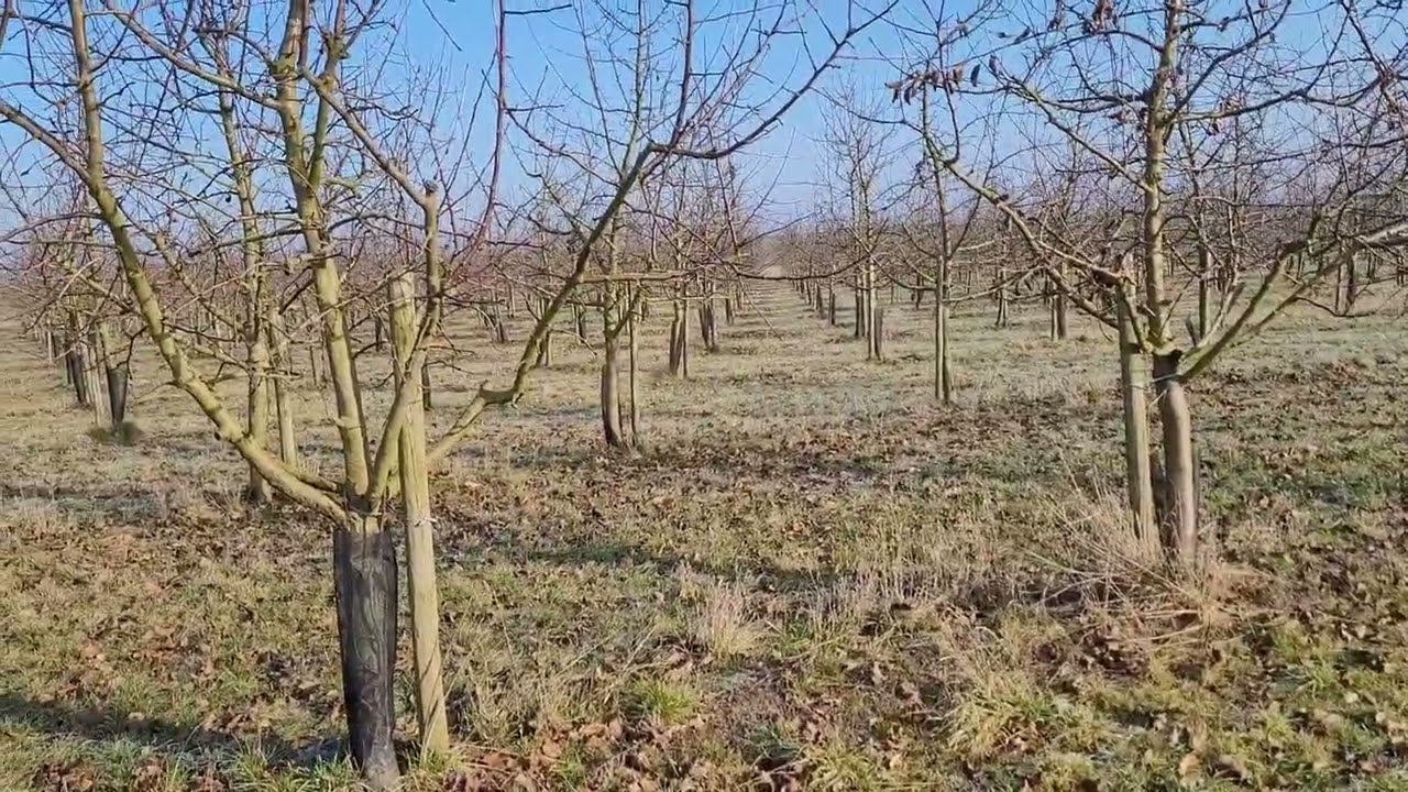 Elma Bahçesi Kurulumu 