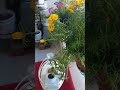فيروز وفنجاني القهوة فيروز وفنجاني القهوة