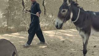 New Pairs Of Dkb 30 Sep, 2023