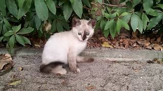 公園の子猫、今日も暴れています。