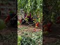 Harvesting tomato 🍅 #farming #tips #satisfying #garden