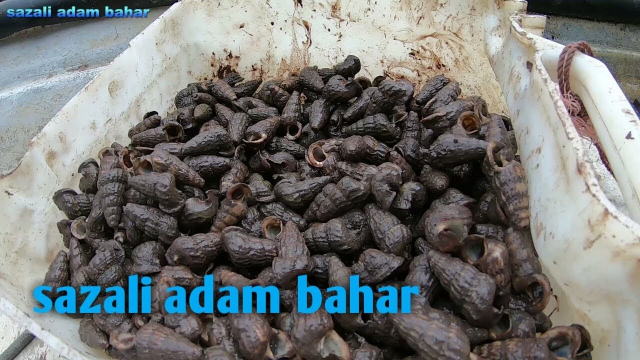 Cari siput sambil mengenali nama2 pokok di hutan paya bakau ep.136