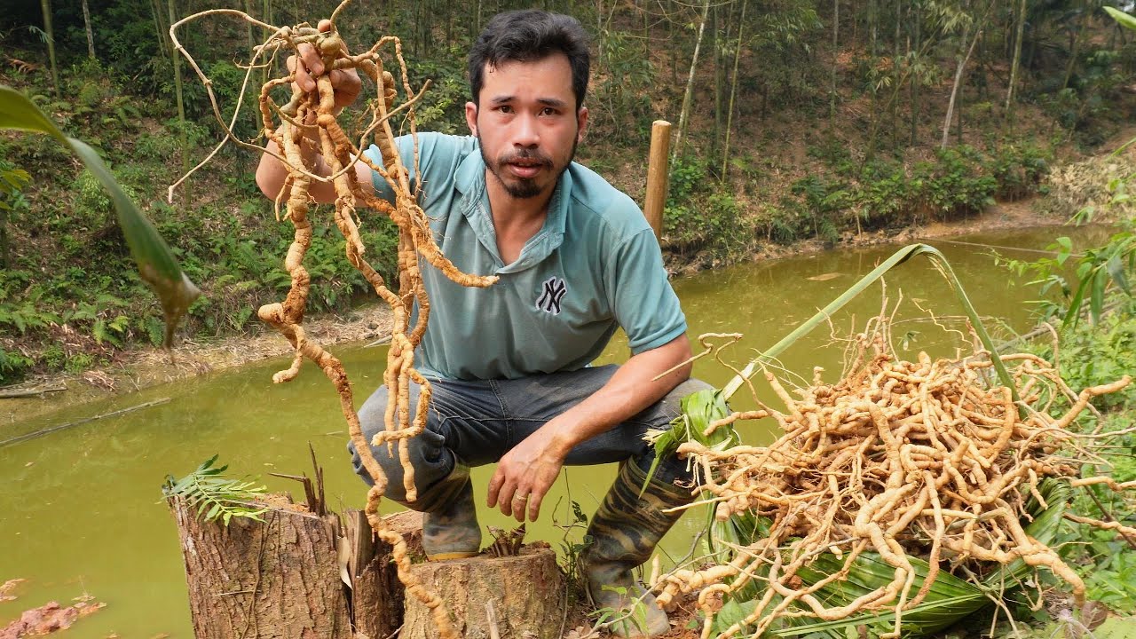 A Precious Herb over 30 Years Old- Digging Around The Base of The Large Tree Very Difficult