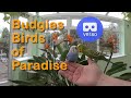 Budgies Birds of Paradise Indoor Grape Vine Singing, Chirping and Flying Parakeets Fun 3D VR180 UK