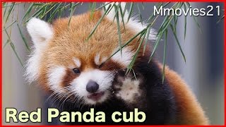 Red Panda cub is eating あむあむ食べる赤ちゃんレッサーパンダ