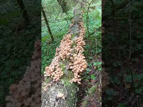 ❗МОРЕ ГРИБОВ в лесах Подмосковья🍄Осенние опята👉Ждём грибы 2024!#Shorts #грибы #природа #лес #опята