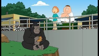 Family Guy Best Moments - Kitten and gorilla