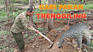 MENCARI PAKAN TRENGGILING/ SUNDA PANGOLIN ( MANIS JAVANICA)