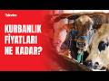 Bayram yaklaşıyor peki kurbanlık fiyatları ne kadar?