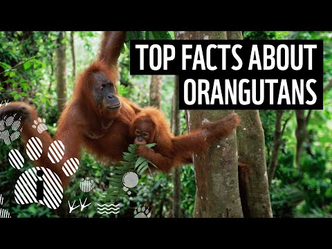 Video: Orangutans Told Children About Past Events
