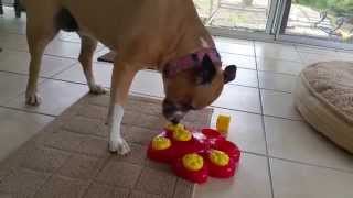 Puzzle Toys for Dogs screenshot 5
