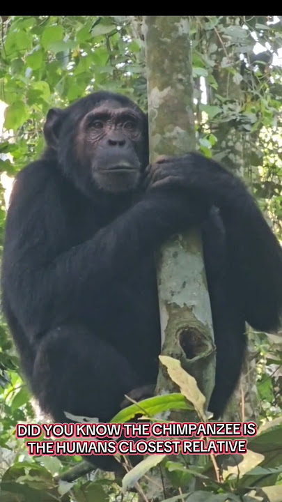Chimpanzee trekking in uganda & the rare moment a chimp approaches me #Chimpanzee #uganda #wildlife