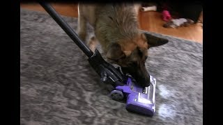 German Shepherd Attacks Vacuum Playfully