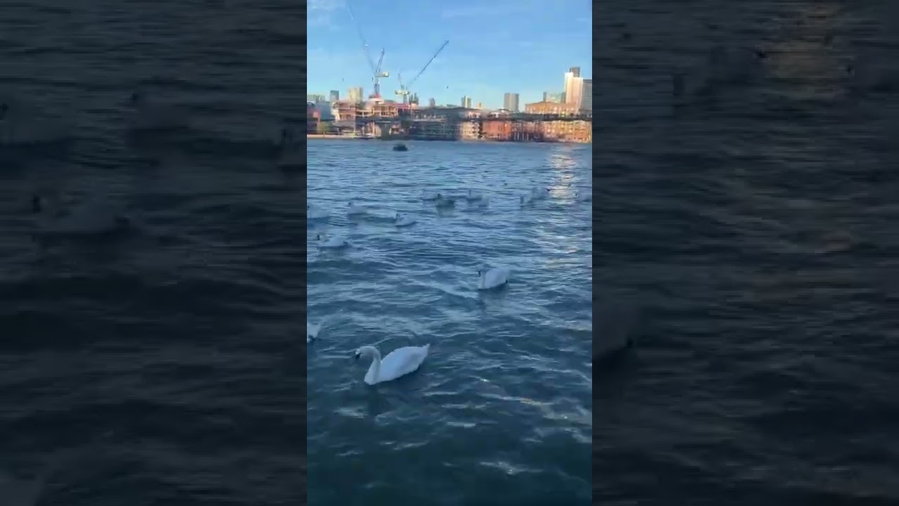Swans on the river Thames - London