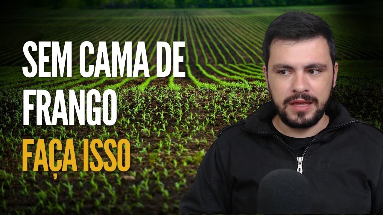 Como produzir cama de frango com nada