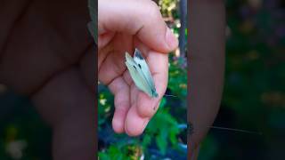 Bu Gündüz Kelebeğinin Sanırım Ömrünün Son Günü