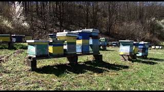 Pčelari Intenzivno Pripremaju Društva Za Predstojeću Bagremovu Pašu 15.04.2026.