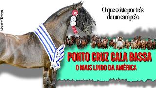 The Crioulo Horse Champion of the Americas, Ponto Cruz Cala Bassa