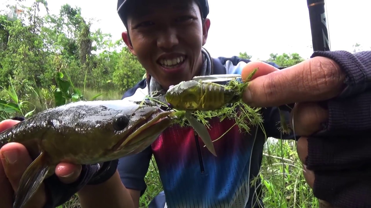 Mancing Pakai Umpan Langka!!Ternyata Gak Sampe 10X Cast Langsung Strike