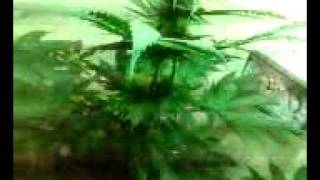 Trainwreck X Purple Kush 2