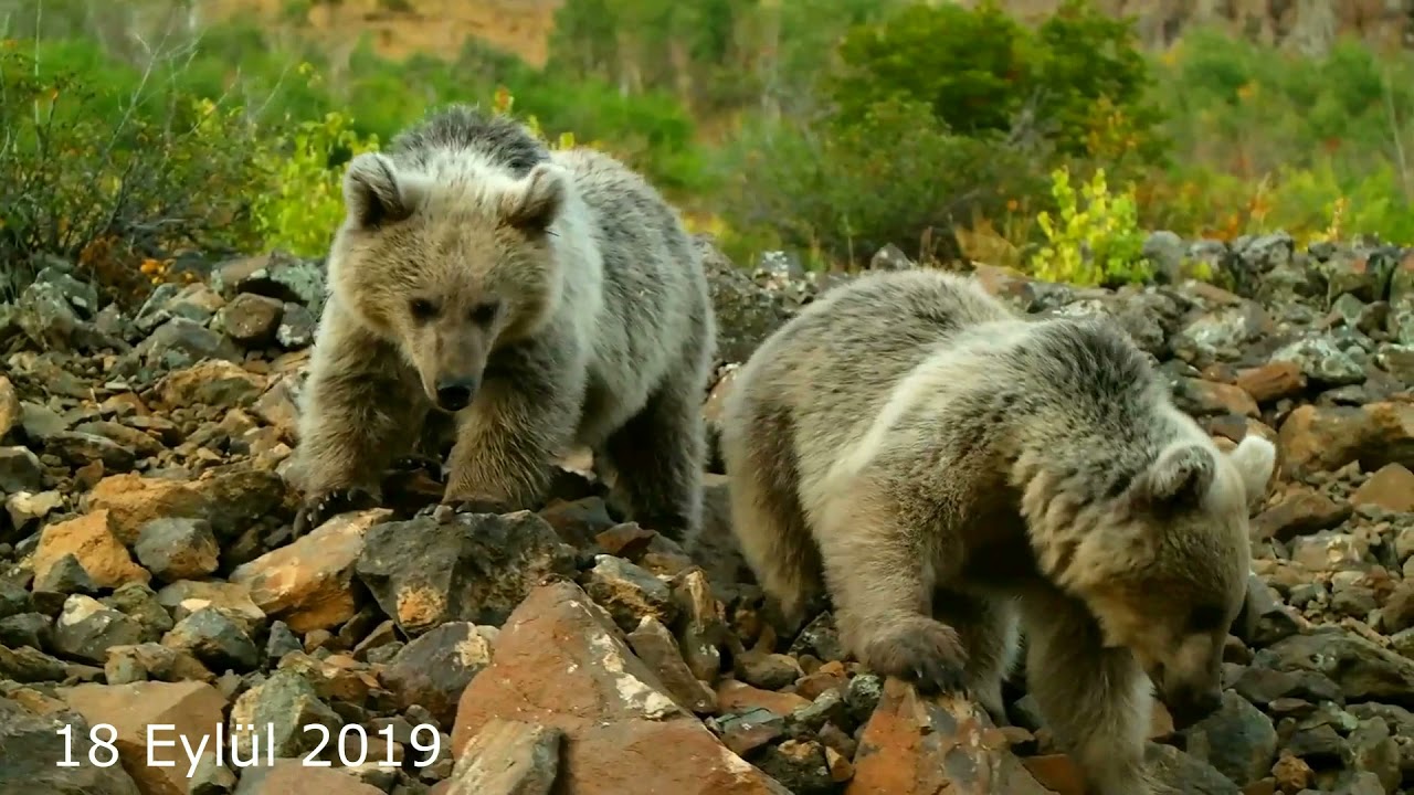 Nemrut Kraterinin Yaramazları Belgeseli 2020