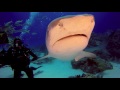 GoPro and Jeb Corliss go Shark diving in the Bahamas