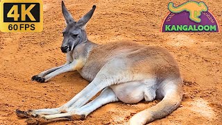 Busch Gardens Kangaloom (Kangaroos) Full Tour 4K - May 4, 2024