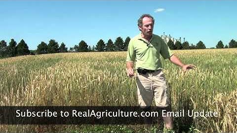 Wheat School: A Demonstration of Successful Resistance Breeding in Wheat -  Peter Johnson, OMAFRA