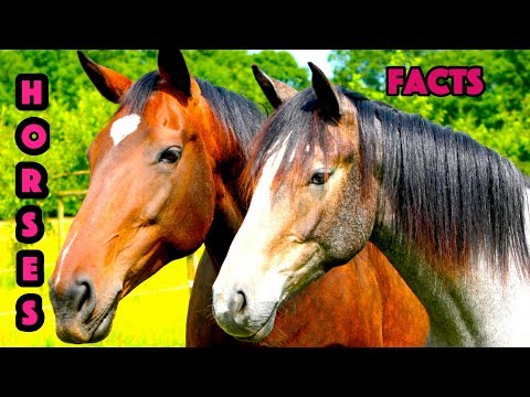 5-facts-about-horses,-for-kids---horses-facts