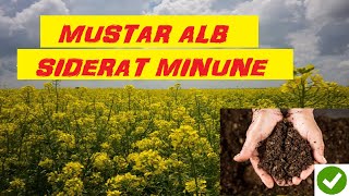 White mustard or MIRACLE PLANT - disinfects the soil and keeps pests away🌼🌼🌼