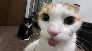 peak cat behavior