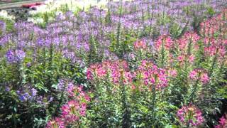 Cleome from Syngenta.avi