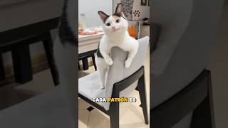 ¿Tienes un gato calicó? 🤔😸 #gatos #gatitos #michis #amorfelino #shorts