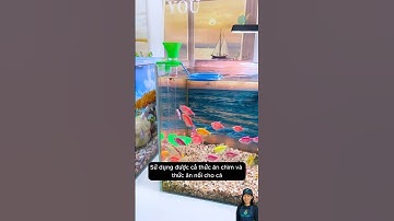 Dụng cụ ống cho cá ăn không làm đục nước | Clean Feeding Tube for Fish #aquatic #shorts