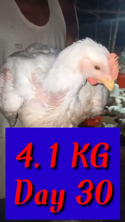 Broiler || Day 30 || Weight || 4.1 Kg || In India 2021 || Poultry Farm